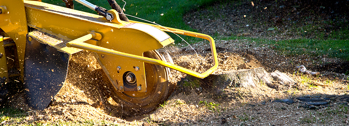 MA Stump Removal